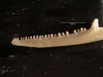 Media type: image;   Herpetology R-140102